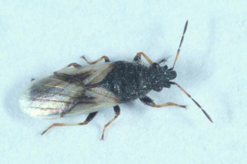Réf. 223 787 : Metopoplax ditomoides